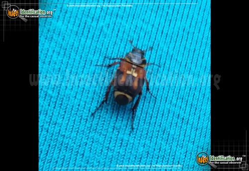 Thumbnail image of the Scrub-Palmetto-Scarab-Beetle