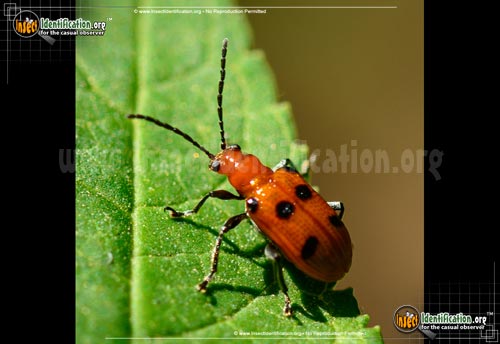 Thumbnail image of the Six-Spotted-Neolema-Beetle