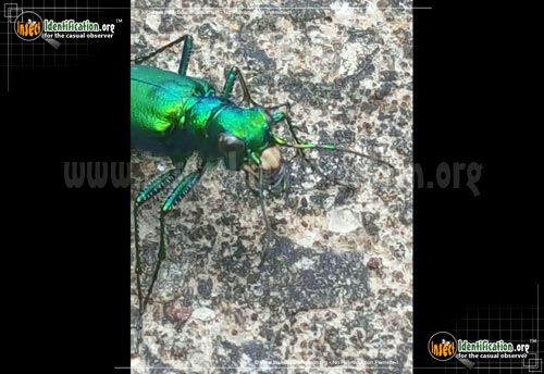 Thumbnail image #4 of the Six-Spotted-Tiger-Beetle