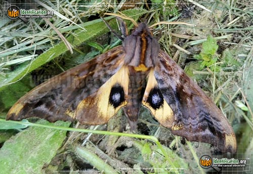 Thumbnail image #10 of the Small-eyed-Sphinx-Moth