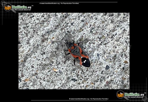 Thumbnail image #7 of the Small-Milkweed-Bug