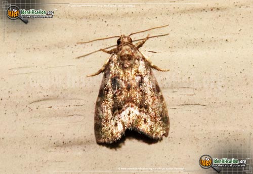 Thumbnail image #2 of the Small-Mossy-Glyph-Moth