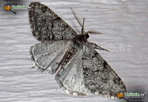 Thumbnail image of the Small-Phigalia-Moth