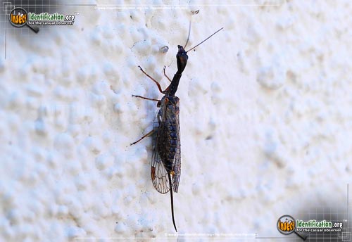 Thumbnail image of the Snakefly