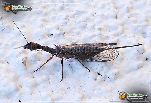 Thumbnail image #5 of the Snakefly