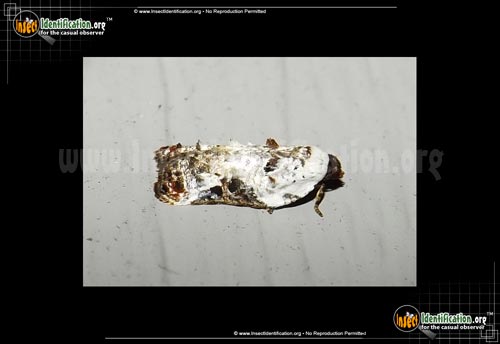 Thumbnail image of the Snowy-Shouldered-Acleris-Moth