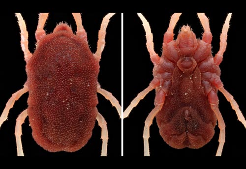 Thumbnail image of the Soft-Bodied-Tick