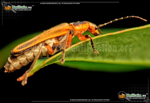 Thumbnail image #5 of the Soldier-Beetle