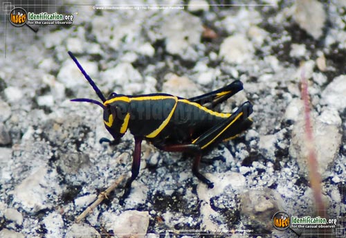 Thumbnail image #4 of the Southeastern-Lubber-Grasshopper