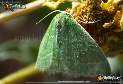 Thumbnail image #3 of the Southern-Emerald-Moth