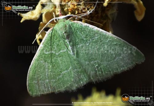 Thumbnail image #4 of the Southern-Emerald-Moth