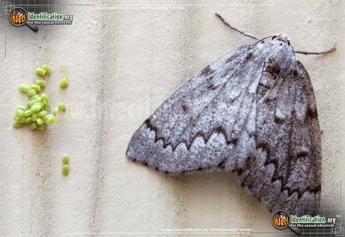 Thumbnail image of the Southern-Nepytia-Moth