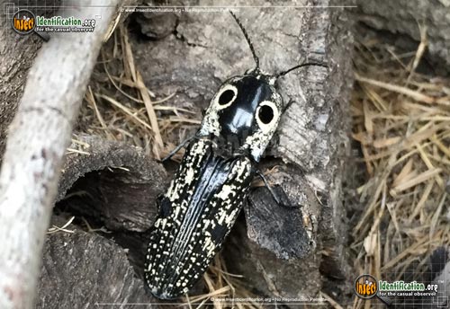 Thumbnail image of the Southwestern-Eyed-Click-Beetle