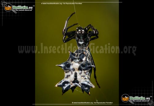 Thumbnail image of the Spined-Micrathena-Spider