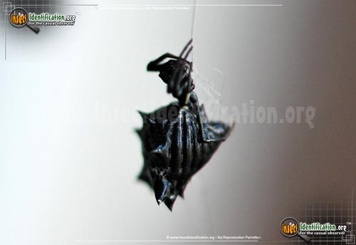 Thumbnail image #7 of the Spined-Micrathena-Spider