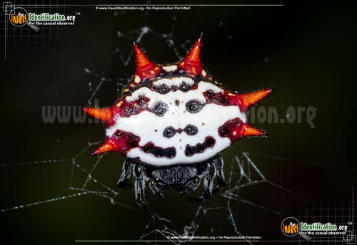 Thumbnail image of the Spiny-Backed-Orb-Weaver