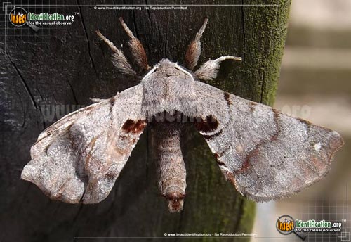 Thumbnail image #5 of the Spotted-Apatelodes-Moth