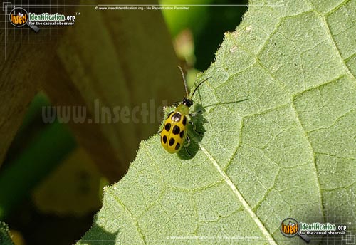 Thumbnail image #2 of the Spotted-Cucumber-Beetle