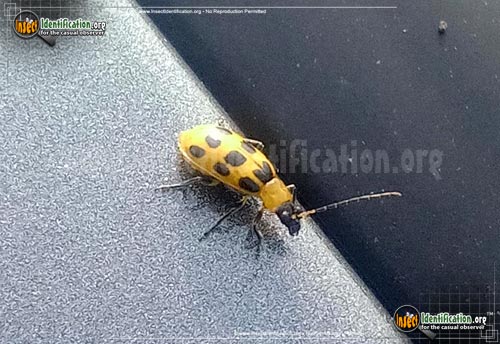 Thumbnail image #3 of the Spotted-Cucumber-Beetle
