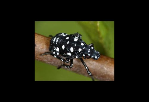 Thumbnail image #4 of the Spotted-Lantern-Fly