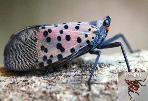 Thumbnail image of the Spotted-Lantern-Fly