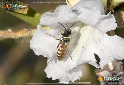 Thumbnail image #3 of the Squarehead-Wasp