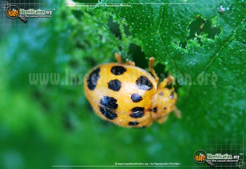 Thumbnail image #2 of the Squash-Lady-Beetle