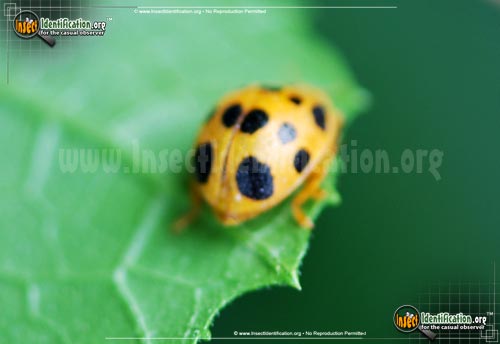 Thumbnail image #5 of the Squash-Lady-Beetle
