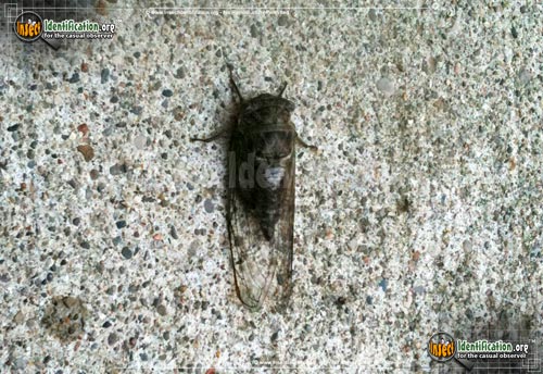 Thumbnail image #3 of the Swamp-Cicada