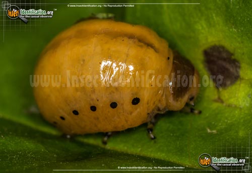 Thumbnail image #2 of the Swamp-Milkweed-Leaf-Beetle