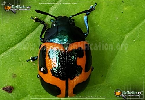 Thumbnail image #6 of the Swamp-Milkweed-Leaf-Beetle