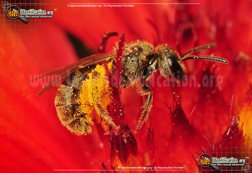 Thumbnail image #3 of the Sweat-Bee
