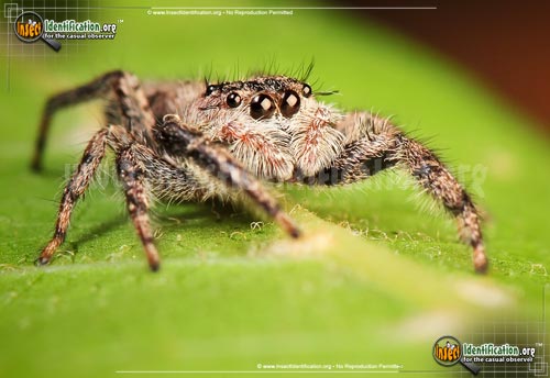 Thumbnail image #10 of the Tan-Jumping-Spider