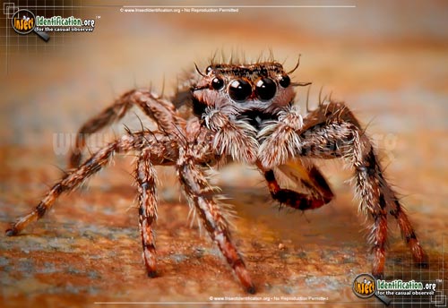 Thumbnail image #3 of the Tan-Jumping-Spider