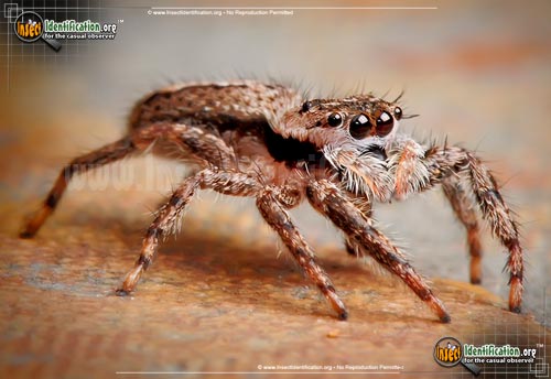 Thumbnail image #4 of the Tan-Jumping-Spider