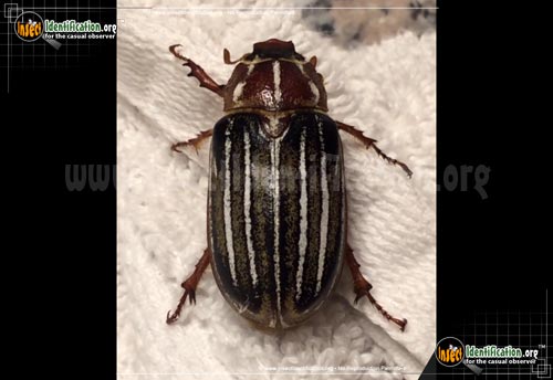 Thumbnail image #2 of the Ten-Lined-June-Beetle