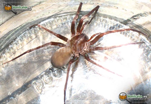 Thumbnail image of the Tengellid-Spider