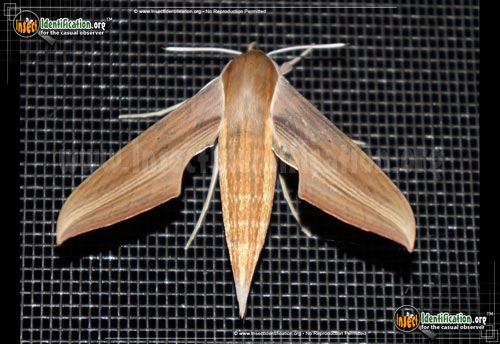Thumbnail image #11 of the Tersa-Sphinx-Moth