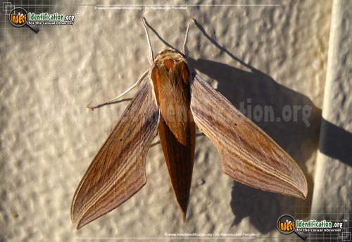 Thumbnail image #9 of the Tersa-Sphinx-Moth