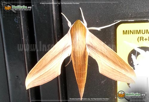 Thumbnail image #4 of the Tersa-Sphinx-Moth