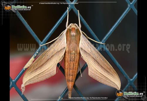 Thumbnail image #8 of the Tersa-Sphinx-Moth