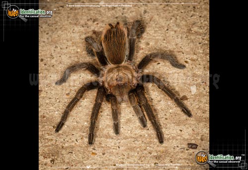 Thumbnail image of the Texas-Brown-Tarantula-Spider