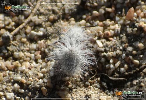 Thumbnail image of the Thistle-Down-Velvet-Ant