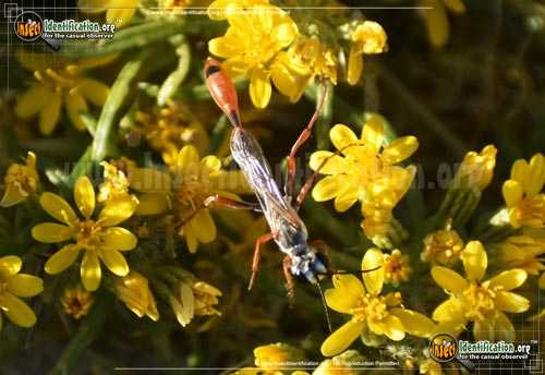 Thumbnail image #4 of the Thread-Waisted-Wasp-Ammophila-aberti