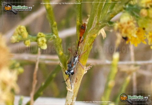 Thumbnail image #5 of the Thread-Waisted-Wasp-Ammophila-aberti