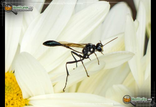 Thumbnail image #3 of the Common-Thread-Waisted-Wasp-Eremnophila-aureonotata