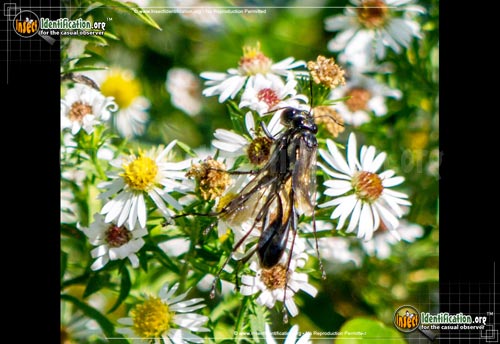 Thumbnail image #7 of the Common-Thread-Waisted-Wasp-Eremnophila-aureonotata