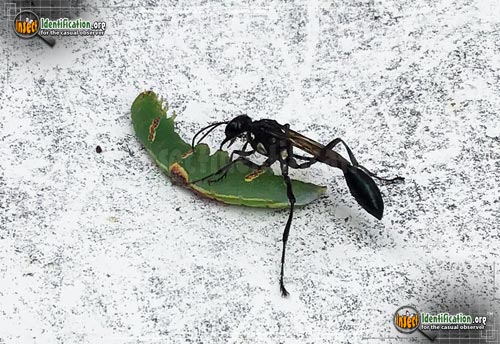 Thumbnail image #4 of the Common-Thread-Waisted-Wasp-Eremnophila-aureonotata