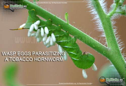 Thumbnail image #7 of the Tobacco-Hornworm-Moth