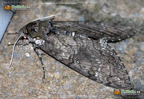 Thumbnail image #14 of the Tobacco-Hornworm-Moth